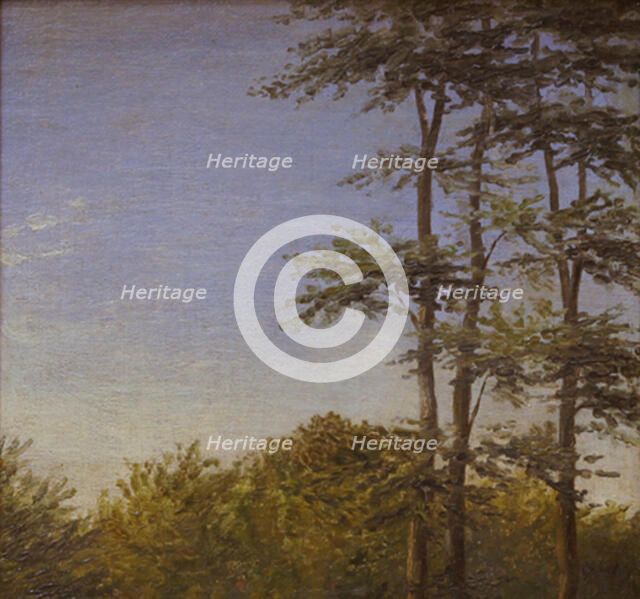 Study of Undergrowth and Tall Trees, Funen, 1846. Creator: Dankvart Dreyer.