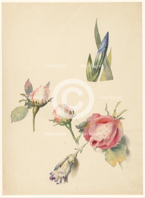 Study sheet with three roses and an iris, 1824-1900. Creator: Albertus Steenbergen.