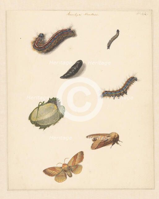 Study sheet with various caterpillars, moths, an egg and a cocoon of the Bombya Neustria, 1824-1900. Creator: Albertus Steenbergen.