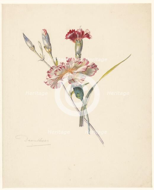 Study sheet with Carnations, 1824-1900. Creator: Albertus Steenbergen.
