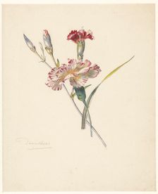 Study sheet with Carnations, 1824-1900. Creator: Albertus Steenbergen