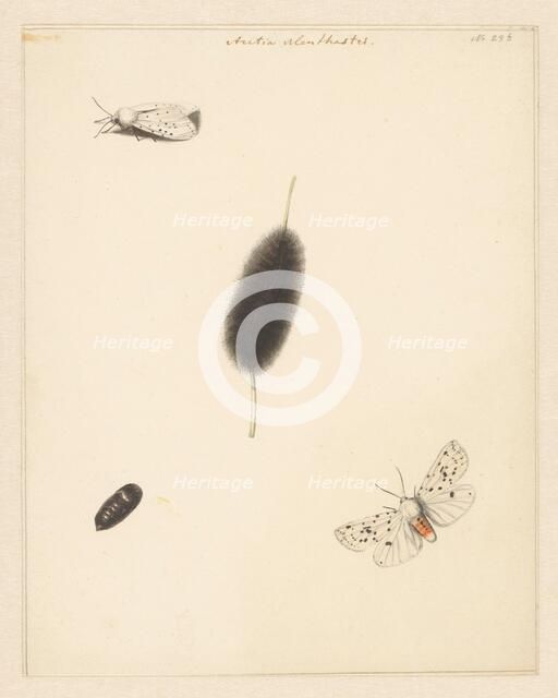 Study sheet with caterpillar, cocoon and moth with spread wings of the Aretia Menthaastri, 1848. Creator: Albertus Steenbergen.