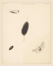 Study sheet with caterpillar, cocoon and moth with spread wings of the Aretia Menthaastri, 1848. Creator: Albertus Steenbergen