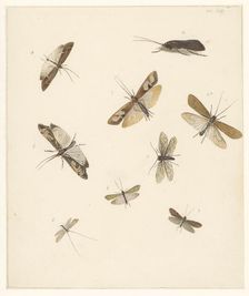 Study sheet with eight moths, 1824-1900. Creator: Albertus Steenbergen
