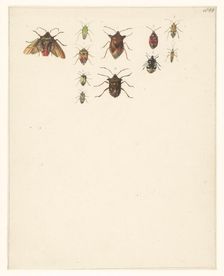 Study sheet with eleven different beetles, 1824-1900. Creator: Albertus Steenbergen
