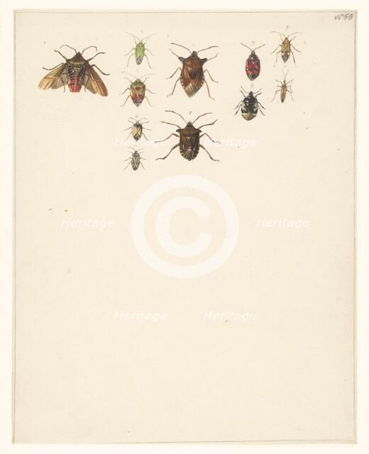 Study sheet with eleven different beetles, 1824-1900. Creator: Albertus Steenbergen.