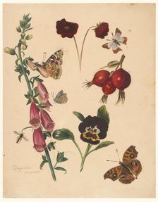 Study sheet with flowers and butterflies, 1824-1900. Creator: Albertus Steenbergen