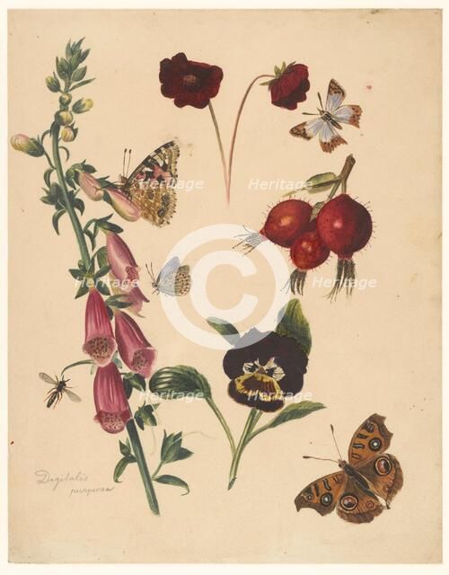 Study sheet with flowers and butterflies, 1824-1900. Creator: Albertus Steenbergen.