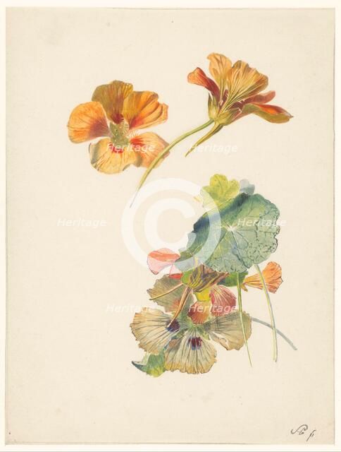 Study sheet with nasturtiums, 1824-1900. Creator: Albertus Steenbergen.