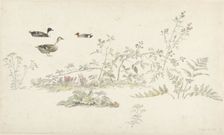 Study sheet with plants and water birds, 1806. Creator: Josephus Augustus Knip