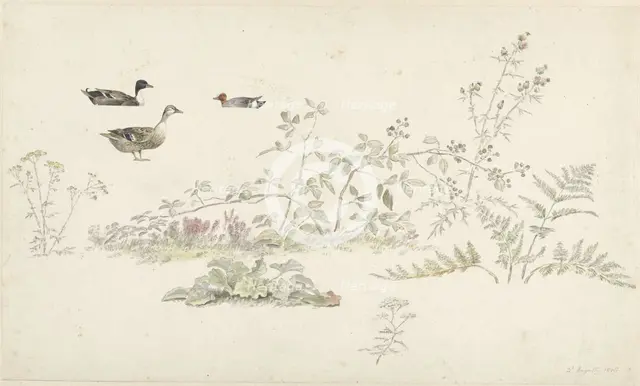 Study sheet with plants and water birds, 1806. Creator: Josephus Augustus Knip.