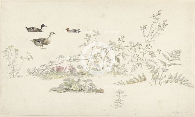 Study sheet with plants and water birds, 1806. Creator: Josephus Augustus Knip.