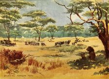 Studying Tonight's Menu (1944). Creator: Robert Baden-Powell