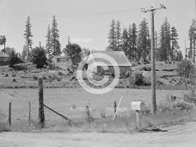 Stump farm, typical of cut-over area of Western Washington, near Vader, Lewis County, 1939. Creator: Dorothea Lange.