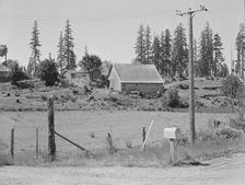 Stump farm, typical of cut-over area of Western Washington, near Vader, Lewis County, 1939. Creator: Dorothea Lange