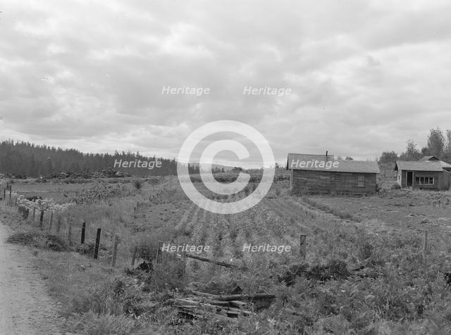 Stump farm seen from the road, Michigan Hill, Thurston County, 1939. Creator: Dorothea Lange.