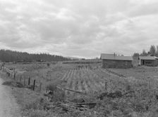 Stump farm seen from the road, Michigan Hill, Thurston County, 1939. Creator: Dorothea Lange