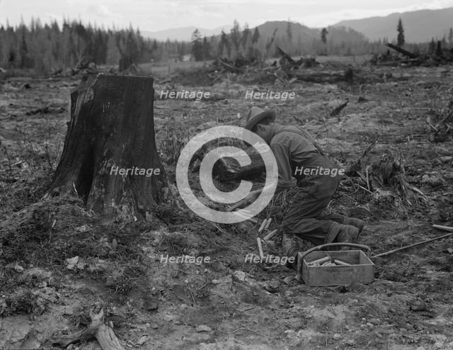 Stump farmer prepares to blow out tamarack stump, Bonner County, Idaho, 1939. Creator: Dorothea Lange.