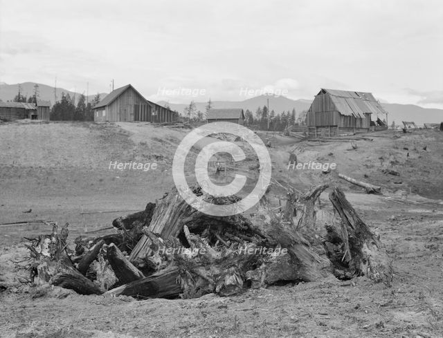 Stump pile, ready to burn, house, barn, and farm buildings, Unruf farm, Boundary County, Idaho, 1939 Creator: Dorothea Lange.