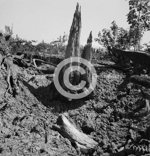 Stumps on Nieman farm where bulldozer is working, near Vader, Lewis County, Western Washington, 1939 Creator: Dorothea Lange.
