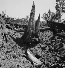 Stumps on Nieman farm where bulldozer is working, near Vader, Lewis County, Western Washington, 1939 Creator: Dorothea Lange