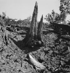 Stumps on Nieman farm where bulldozer is working, near Vader, Lewis County, Western Washington, 1939 Creator: Dorothea Lange