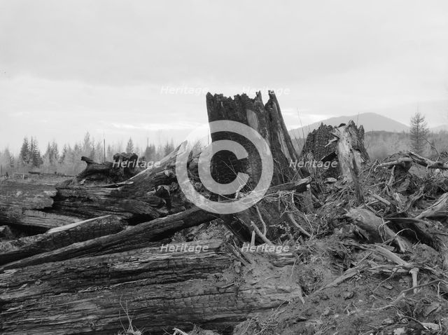 Stumps on Cox farm piled and ready for burning, Bonner County, Idaho, 1939. Creator: Dorothea Lange.