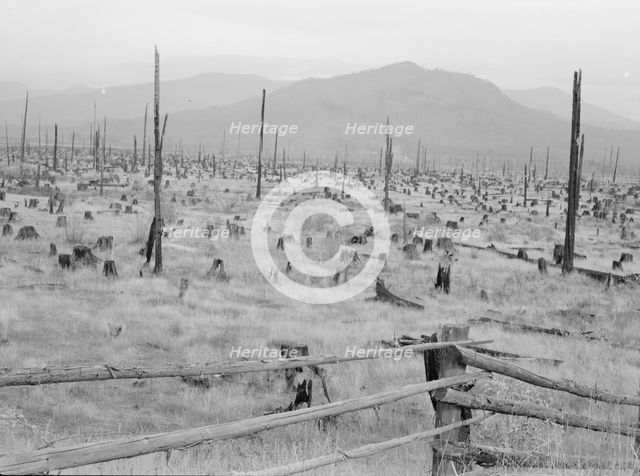 Stumps and sags on uncleared land, Priest River country, Bonner County, Idaho, 1939. Creator: Dorothea Lange.
