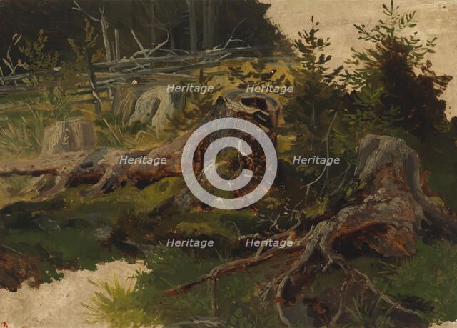 Stumps in the forest. Creator: Johan Knutson.