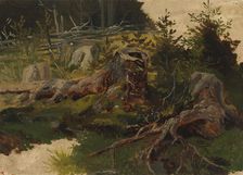 Stumps in the forest. Creator: Johan Knutson