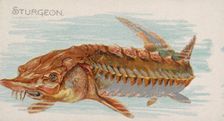 Sturgeon, from the Fish from American Waters series (N8) for Allen & Ginter Cigarettes Bra..., 1889. Creator: Allen & Ginter