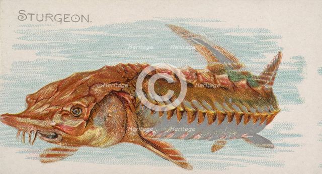 Sturgeon, from the Fish from American Waters series (N8) for Allen & Ginter Cigarettes Bra..., 1889. Creator: Allen & Ginter.