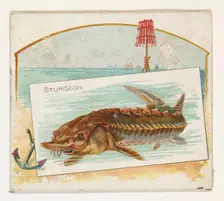 Sturgeon, from Fish from American Waters series (N39) for Allen & Ginter Cigarettes, 1889. Creator: Allen & Ginter