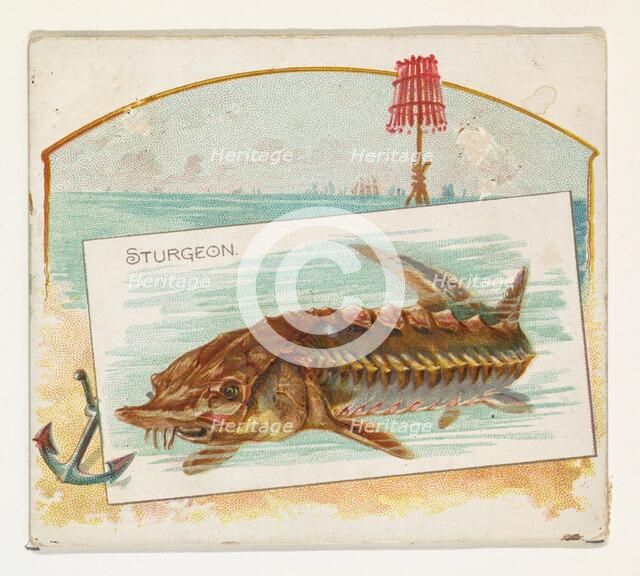 Sturgeon, from Fish from American Waters series (N39) for Allen & Ginter Cigarettes, 1889. Creator: Allen & Ginter.