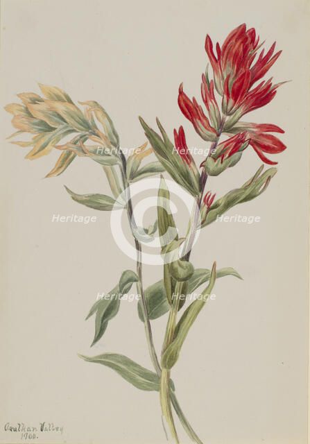 Stachys palustria, 1900. Creator: Mary Vaux Walcott.