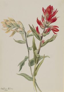 Stachys palustria, 1900. Creator: Mary Vaux Walcott