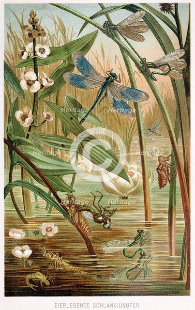 Stages of Development of a Damselfly, from Brehms Tierleben, pub. 1860's (colour lithograph) , 1860. Creator: German School (19th Century).