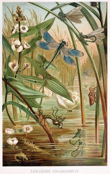 Stages of Development of a Damselfly, from Brehms Tierleben, pub. 1860's (colour lithograph) , 1860. Creator: German School (19th Century)