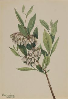 Stagger-Bush (Pieris mariana), 1918. Creator: Mary Vaux Walcott