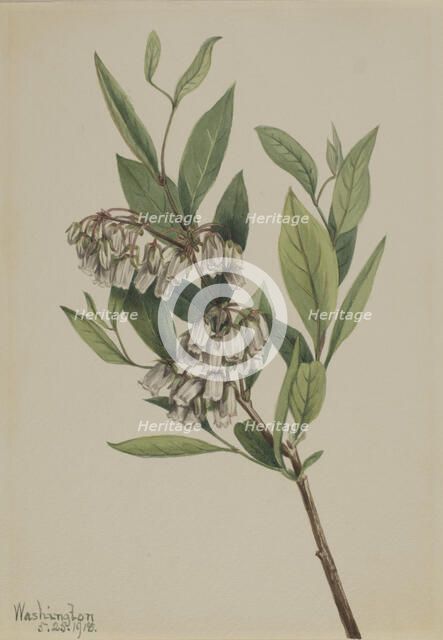 Stagger-Bush (Pieris mariana), 1918. Creator: Mary Vaux Walcott.