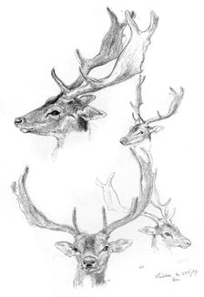 Stags heads, 1898.Artist: Henry Moore