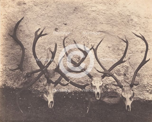 Stags Heads - Dibedale, ca. 1856. Creator: Horatio Ross.