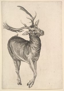 Stag, 1625-77. Creator: Wenceslaus Hollar