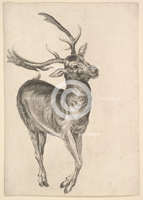 Stag, 1625-77. Creator: Wenceslaus Hollar.