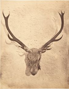 Stag Trophy Head Killed by Ned Ross, ca. 1857. Creator: Horatio Ross