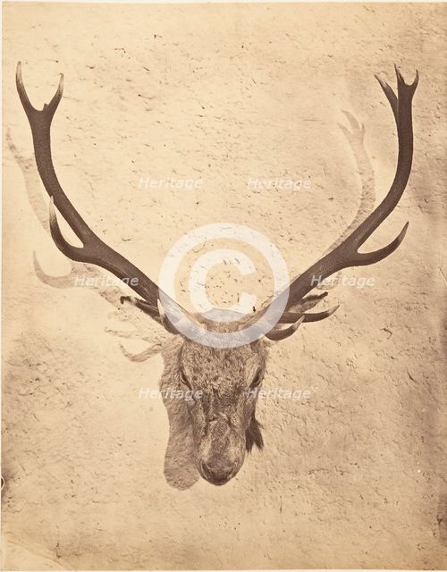 Stag Trophy Head Killed by Ned Ross, ca. 1857. Creator: Horatio Ross.