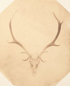 Stag Trophy Head, Killed by Ned Ross, ca. 1858. Creator: Horatio Ross
