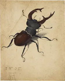 Stag Beetle, 1505. Creator: Dürer, Albrecht (1471-1528)