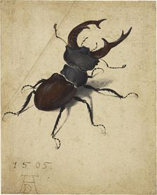 Stag Beetle, 1505. Creator: Dürer, Albrecht (1471-1528)