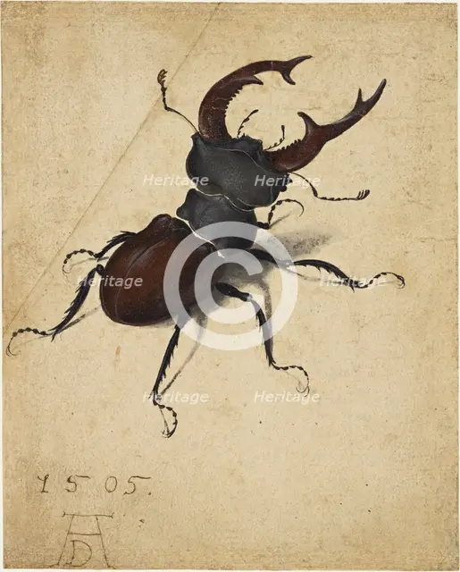 Stag Beetle, 1505. Creator: Dürer, Albrecht (1471-1528).